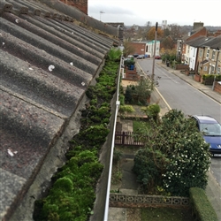 Gutter filled with moss before cleaning, Ipswich Suffolk